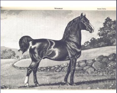 Woodbury Morgan