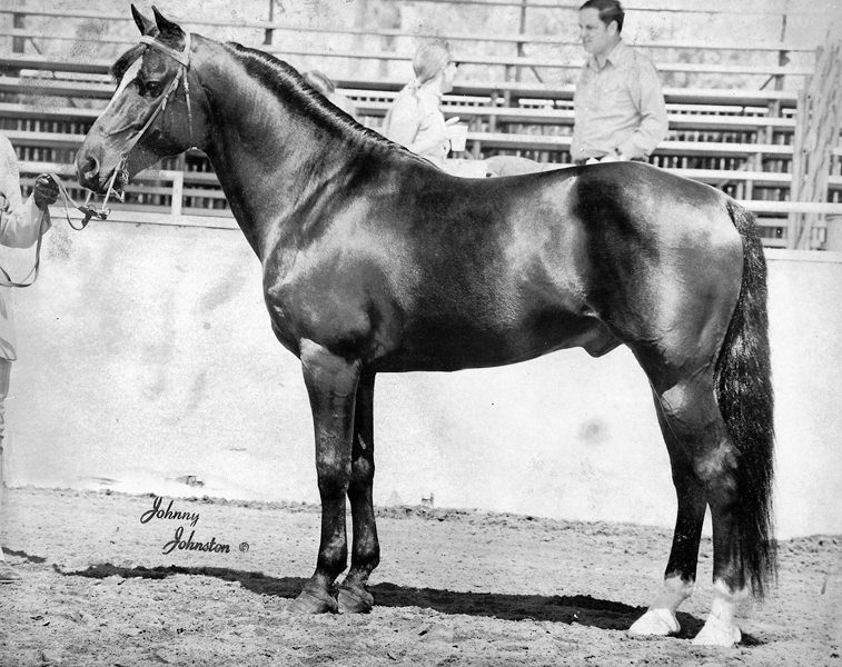 Farceur Morgan