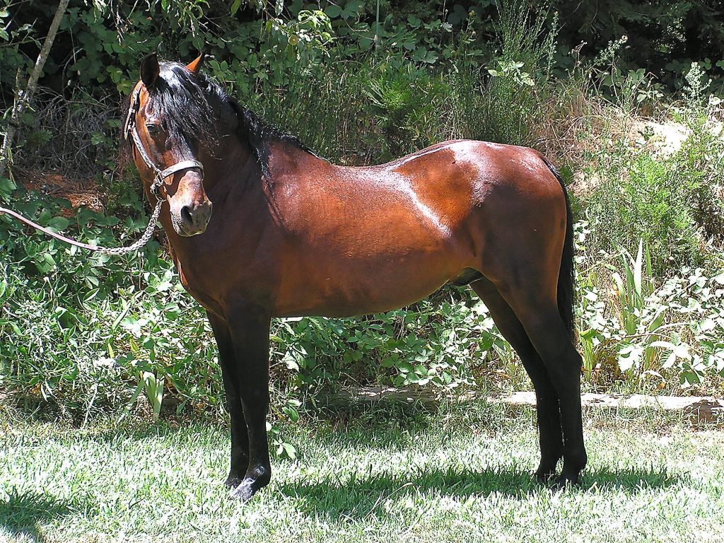 Farceurs Falcon Morgan