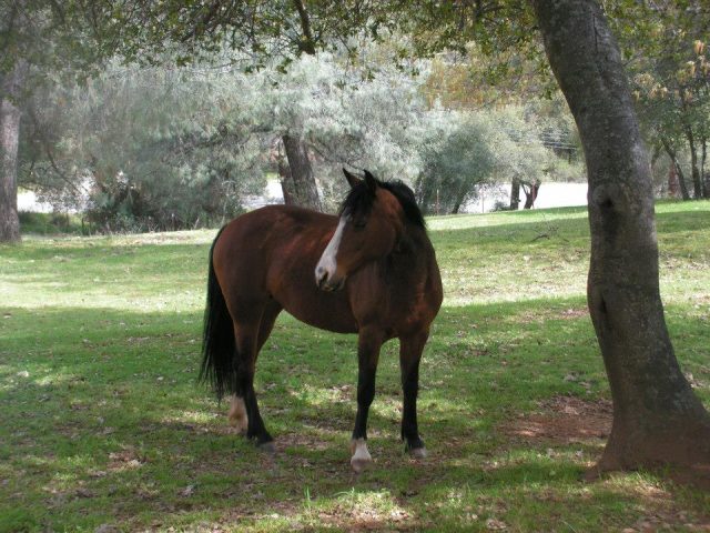 Richwood Irish Lass