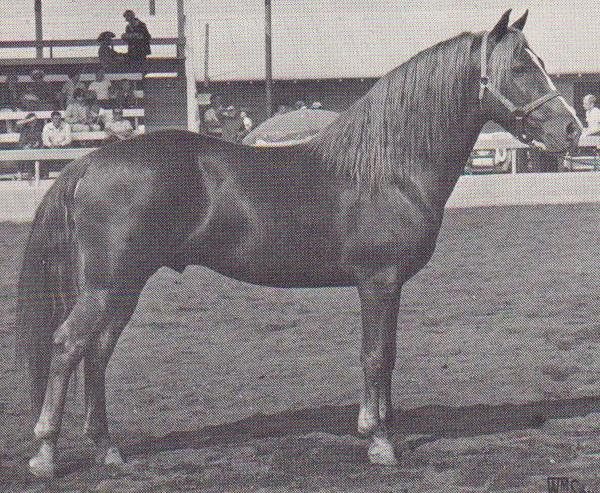 Richwood Morgan